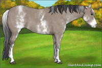 Horse Color:White Spotted Grullo