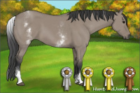 Horse Color:White Spotted Grullo