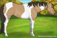 Horse Color:Buckskin Dun Tobiano 