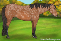 Horse Color:Bay Ice 