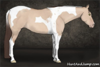 Horse Color:Amber Champagne Dun Tobiano