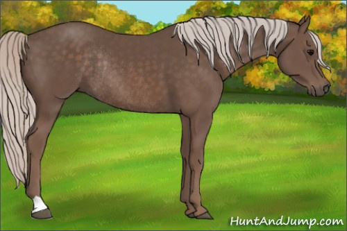 Horse Color: Silver Black Rabicano 