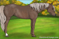 Horse Color:Silver Black Rabicano 