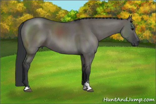 Horse Color: Grullo Sabino 