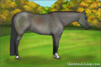 Horse Color:Grullo Sabino 