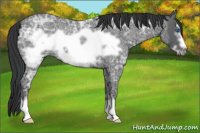 Horse Color:Blue Ice Roan Frame Rabicano 