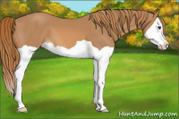 Horse Color:Chestnut Splash 