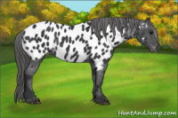 Horse Color:Black Appaloosa Rabicano 