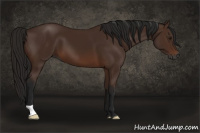 Horse Color:Gray Bay 