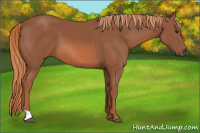 Horse Color:Chestnut 