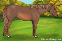 Horse Color:Red Roan 