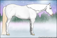 Horse Color:White Spotted Amber Cream Champagne Dun Appaloosa 