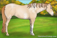 Horse Color:White Spotted Buckskin Pearl 