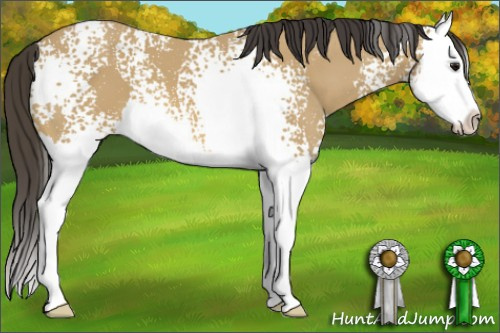 Horse Color: White Spotted Buckskin Splash 