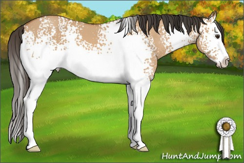 Horse Color: White Spotted Bay Dun Splash 