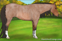 Horse Color:Bay Roan 