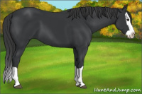 Horse Color:Black Splash 