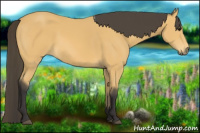 Horse Color:Buckskin 