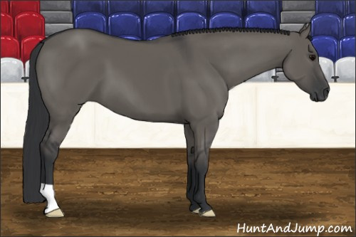 Horse Color: Brown Dun 