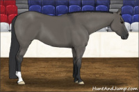 Horse Color:Brown Dun 