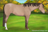 Horse Color:Amber Champagne Roan 