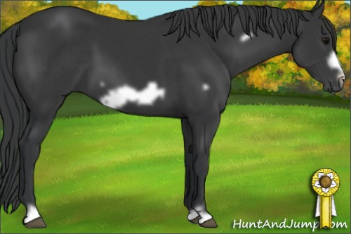 Horse Color: Brown Frame 