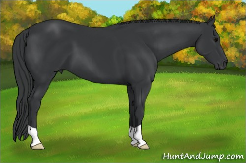 Horse Color: Brown 
