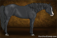 Horse Color:Black Splash 