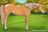 Horse Color:Palomino Tobiano 