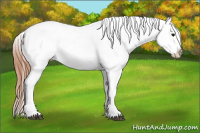 Horse Color:Grullo Roan Appaloosa 