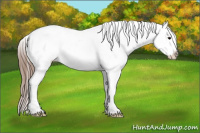 Horse Color:Grullo Appaloosa 