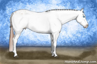 Horse Color:White Spotted Liver Chestnut Frame Appaloosa 