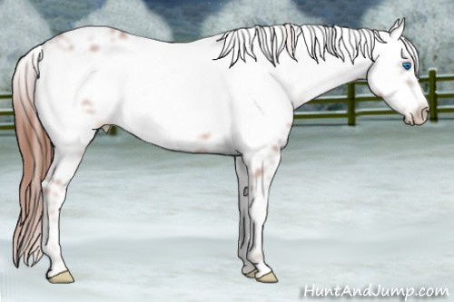 Horse Color: Liver Chestnut Frame 