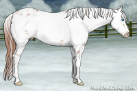 Horse Color:Liver Chestnut Frame 