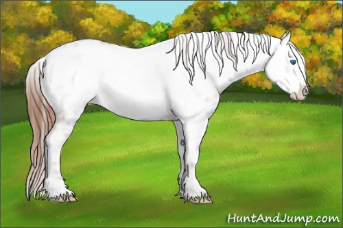 Horse Color: Liver Red Roan Frame 