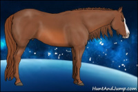 Horse Color:Liver Chestnut Splash 