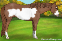 Horse Color:Liver Chestnut Frame