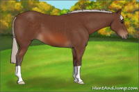 Horse Color:Silver Bay 