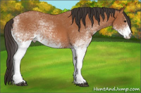 Horse Color:White Spotted Bay 