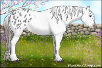 Horse Color:Black Ice Splash Frame Appaloosa
