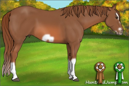 Horse Color: Liver Chestnut Splash Frame 