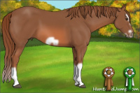 Horse Color:Liver Chestnut Splash Frame 