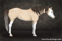 Horse Color:Buckskin Roan Dun Splash 