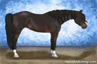 Horse Color:Gray Bay 