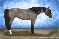 Horse Color:Gray Bay Roan 