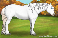 Horse Color:Chestnut Splash Appaloosa 