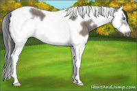 Horse Color:Grullo Splash Tobiano Frame