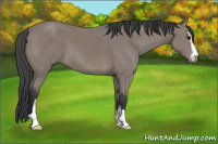 Horse Color:Brown Sabino 