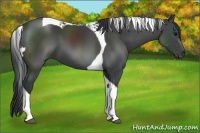Horse Color:Black Tobiano 