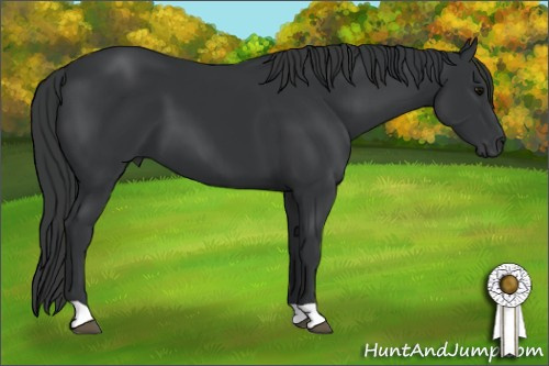 Horse Color: Black 